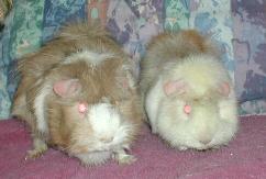 Malibu and Eggnog