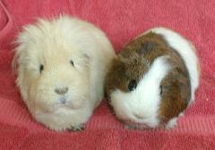 Toastie and Fig
