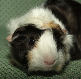Zoe