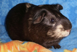 Elwood