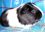 Sparky